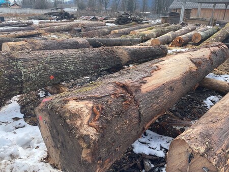 Hlod_dražba_Kočevski les2